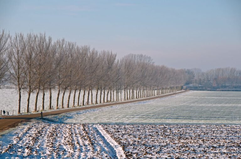 Sneeuw in de uiterwaarden