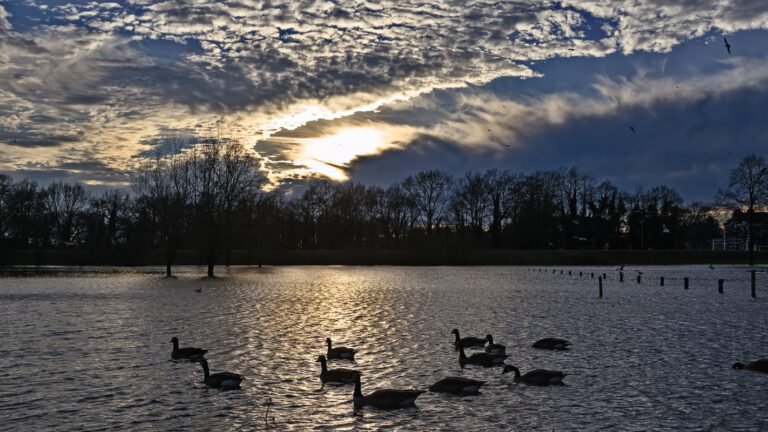 Ganzen bij zonsondergang