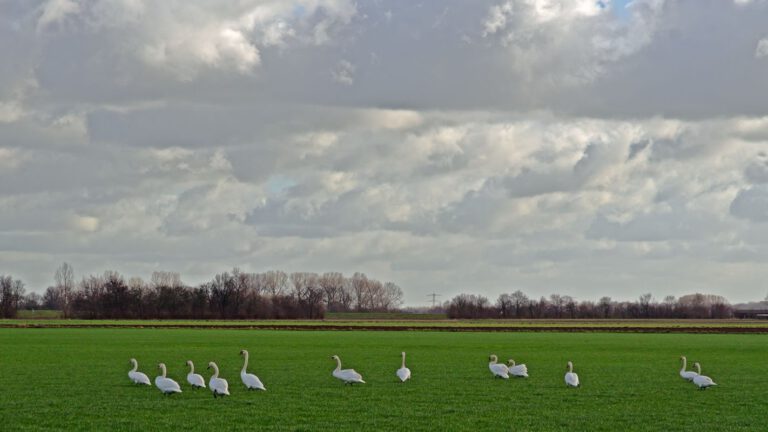 Ganzen grazend in de uiterwaarden