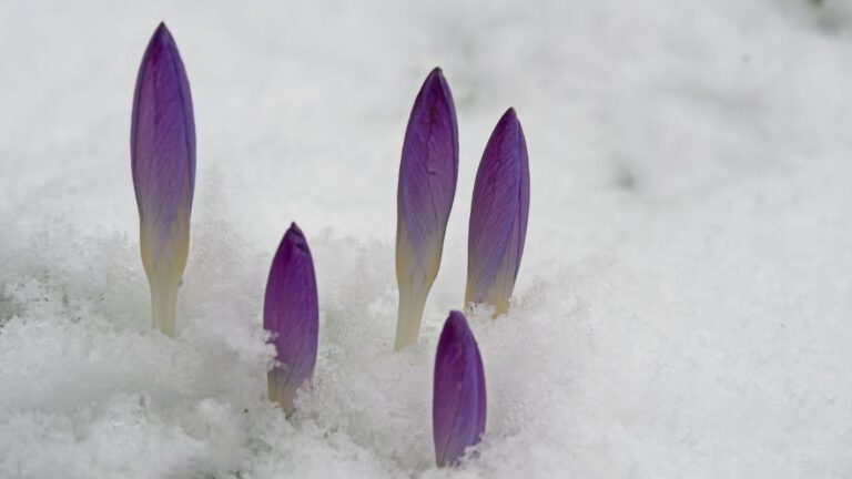 Crocussen in de sneeuw