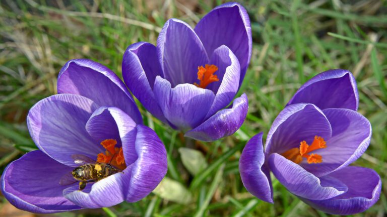 3 Crocussen met een bij.