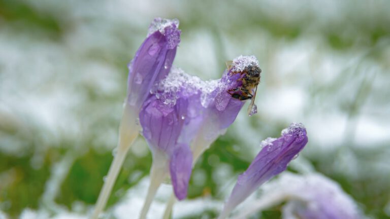 Sneeuw, crocussen en een dode bij.