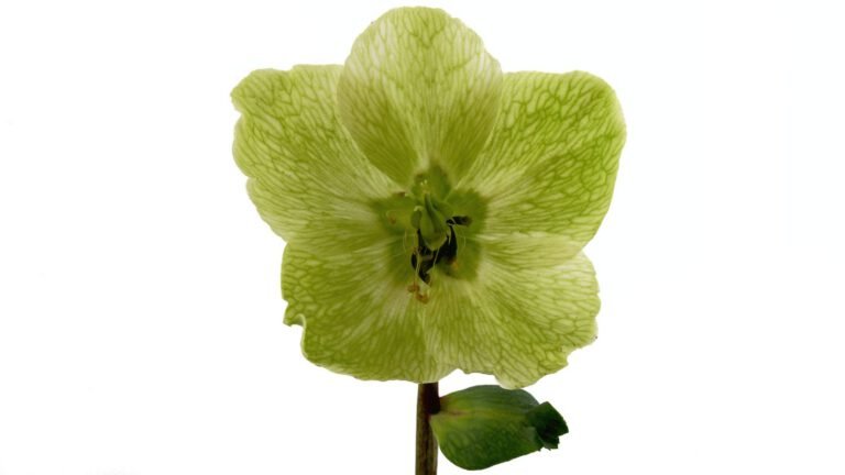 Helleborus niger: uitgebloeide bloem