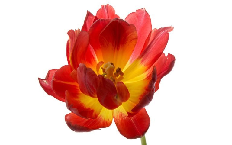 Een geel rode tulp, bijna uitgebloeid