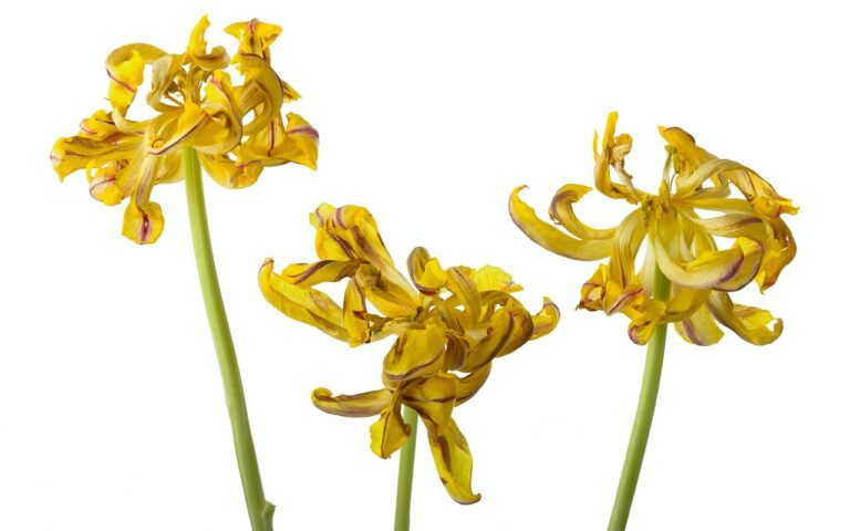 Drie uitgebloeide tulpen