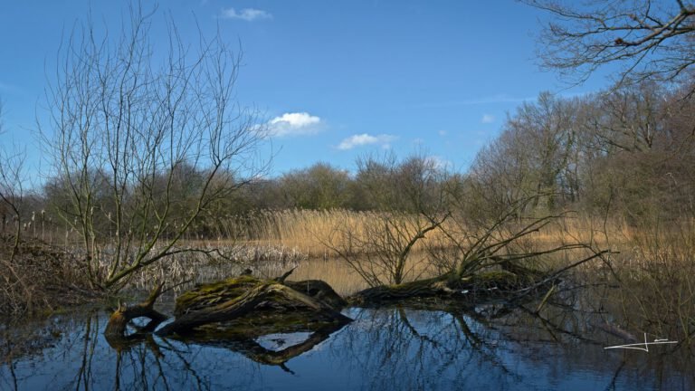 Een vennetje in het Woudhuis, in het vroege voorjaar