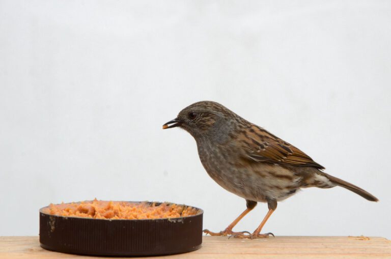 Heggemus in de tuin eet pindakaas