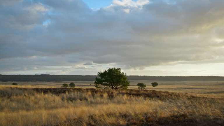 De avondzon op de Asselse heide