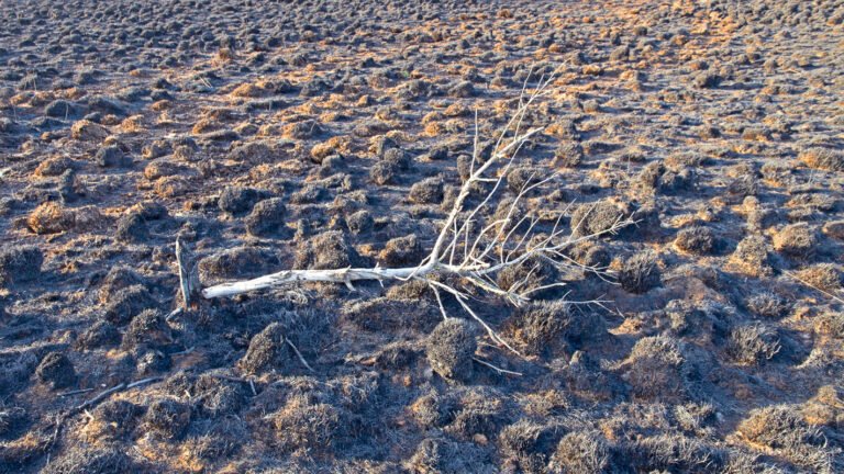 Na de heidebrand bij Assel