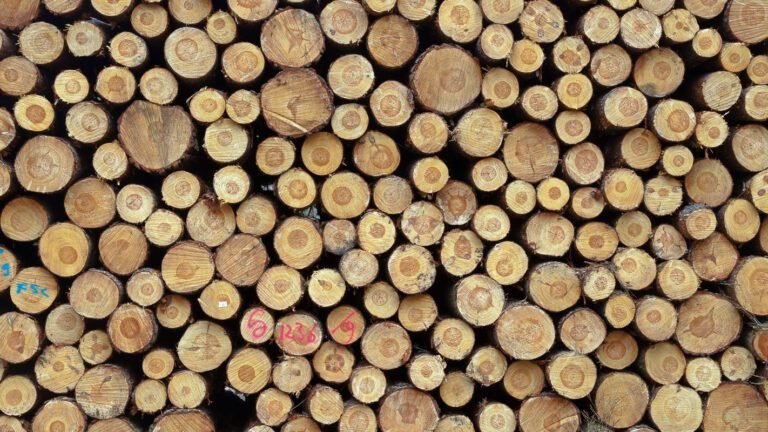 Gekapte bomen netjes opgestapeld