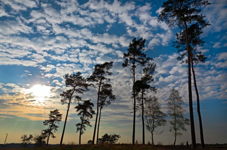 Het tegenlicht van een zonsondergang