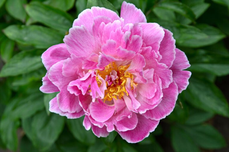 Een pioenroos uit onze tuin