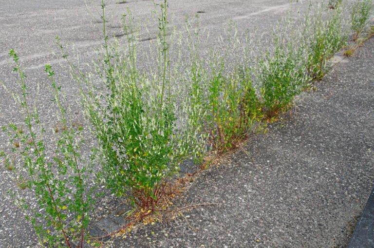 Witte honingklaver (Melilotus alba) op parkeerplaats