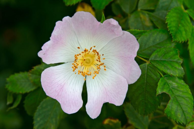 Bloem van hondsroos (Rosa caninia) langs de IJssel