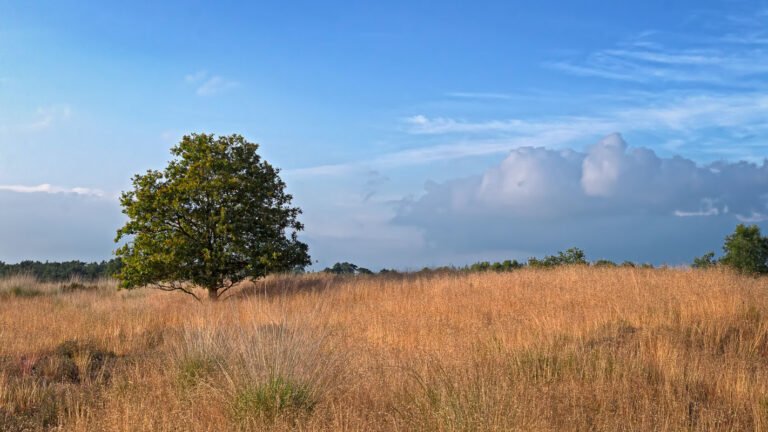 Bomen op de hei in avondlicht