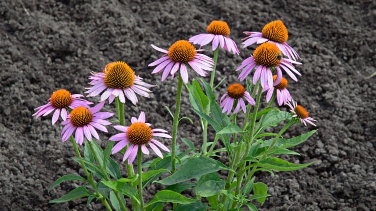 Echinacea plant in de Vogeltuinen in Elburg