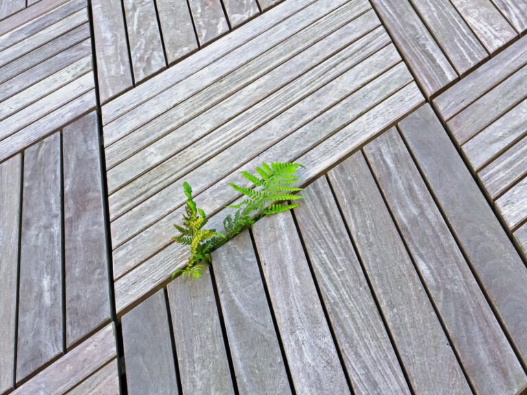 Wachten op de lenten: varen komt kijken door de vlonderplanken in patiotuin