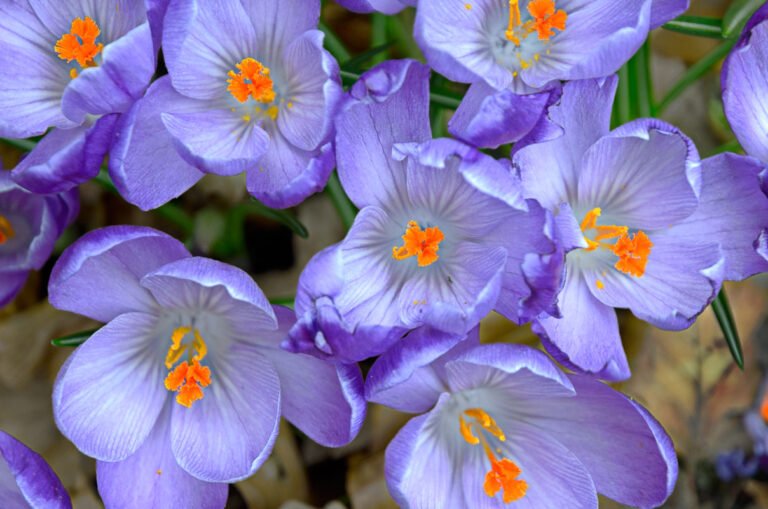Kleurenpracht van crocussen in onze tuin.