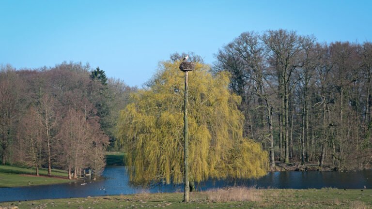 Een ooievaar op het nest in de morgenzon