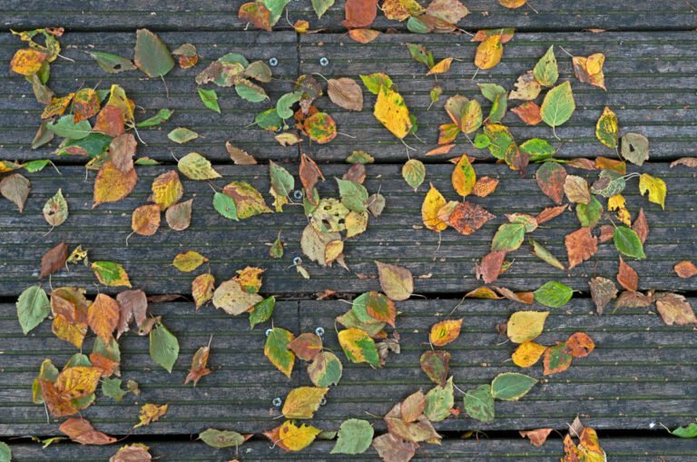 Berkenblaadjes aan het begin van de herfst