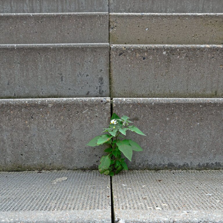 Urban flora - zwarte nachtschade op trappen station