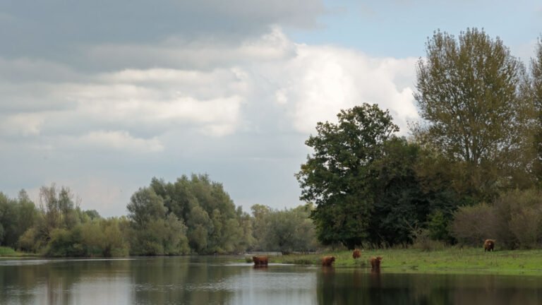Schotse hooglanders in de uiterwaarden van de IJssel bij Fortmond