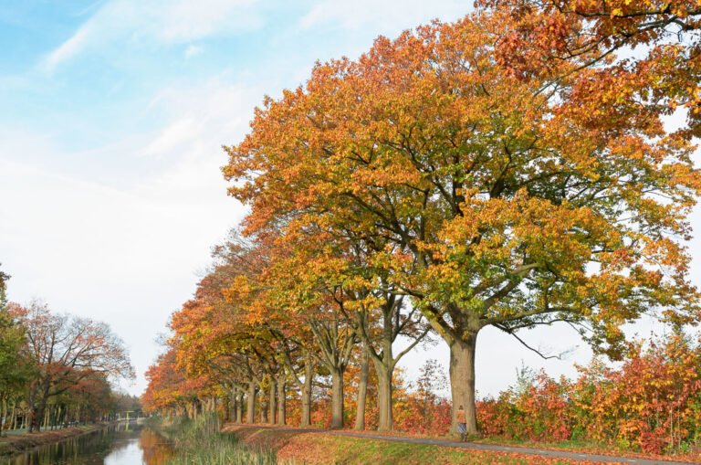 Amerikaanse eiken in herfstkleuren langs het kanaal