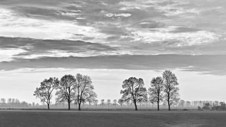 Silhouet van bomen in de herfst