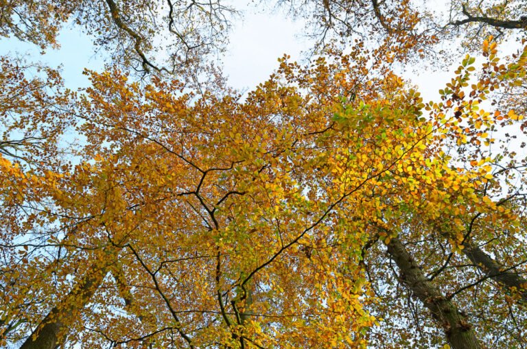Het einde van de herfst - naar de hemel kijken door de bijna kale beuken