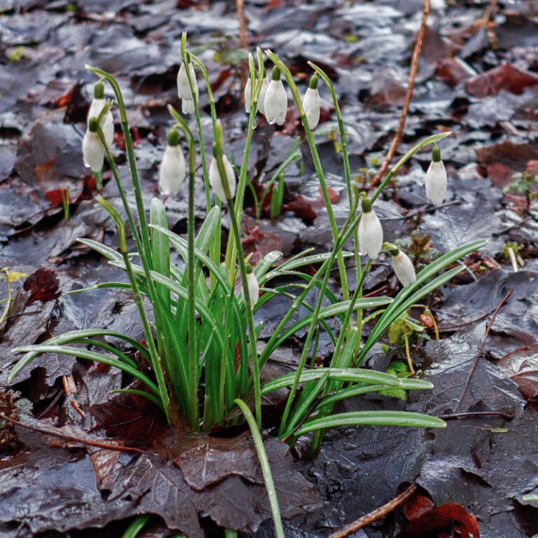 Sneeuwklokjes in januari - in de stromende regen