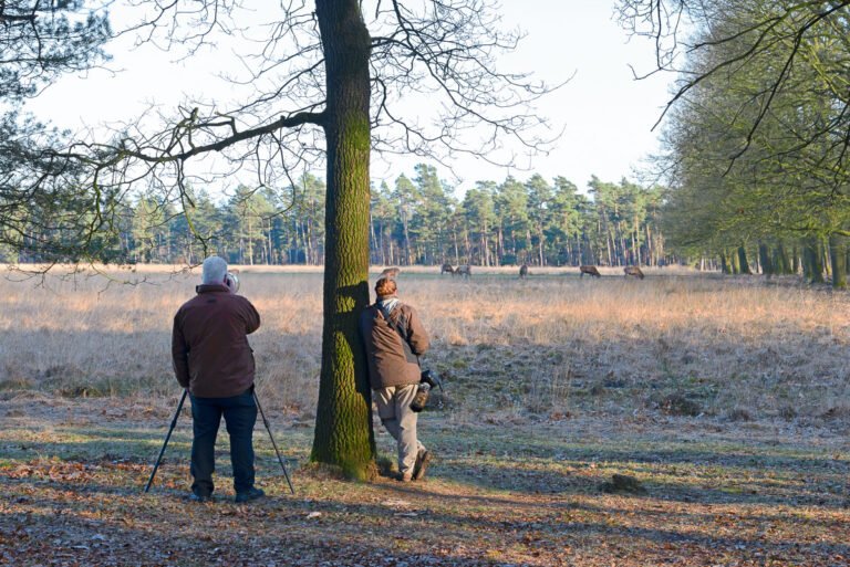 Wildlifefotografie op de hoge veluwe vanaf de kant van de weg