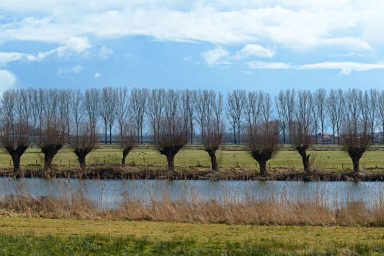 Rijen bomen van wilgen en populieren in het vroege voorjaarslich