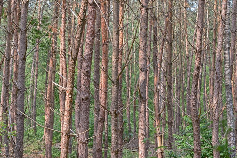 Door de bomen het bos niet meer zien